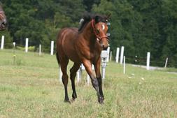 Galoubet's granddaughter, Alme, foundation Selle Francais 3rd and 4th generation on top and bottom of D'Arcy's pedegree