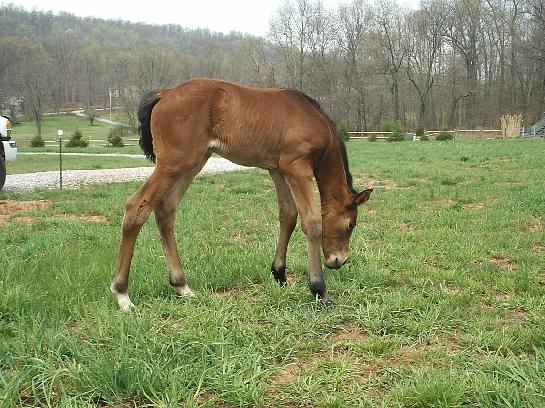 D'Arcy at 5 days old. D'Arcy is out of Juliette, by D'Accord. Her pedigree just shouts "Let's Jump". We have foundation Selle Francais stallion Alme on top and bottom of her pedigree. Galoubet is her Grandsireon her dam's side, as well as Olisco as her grandsire on her sire's side. To read more on Alme go to http://www.horsemagazine.com/BREEDINGBARN/GREAT_STALLIONS/alme/alme.html